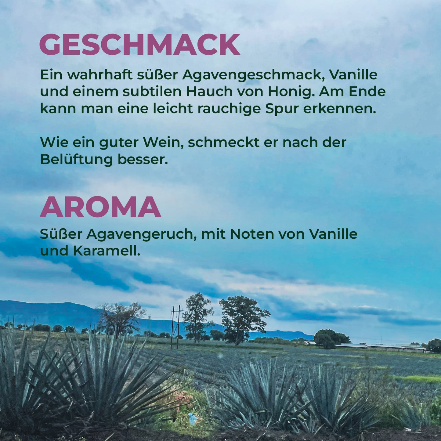 Bermito Tequila Blanco,100% Agave, 35% Alc.Vol. 0,7 l - Produziert in Mexiko mit Liebe aus Berlin